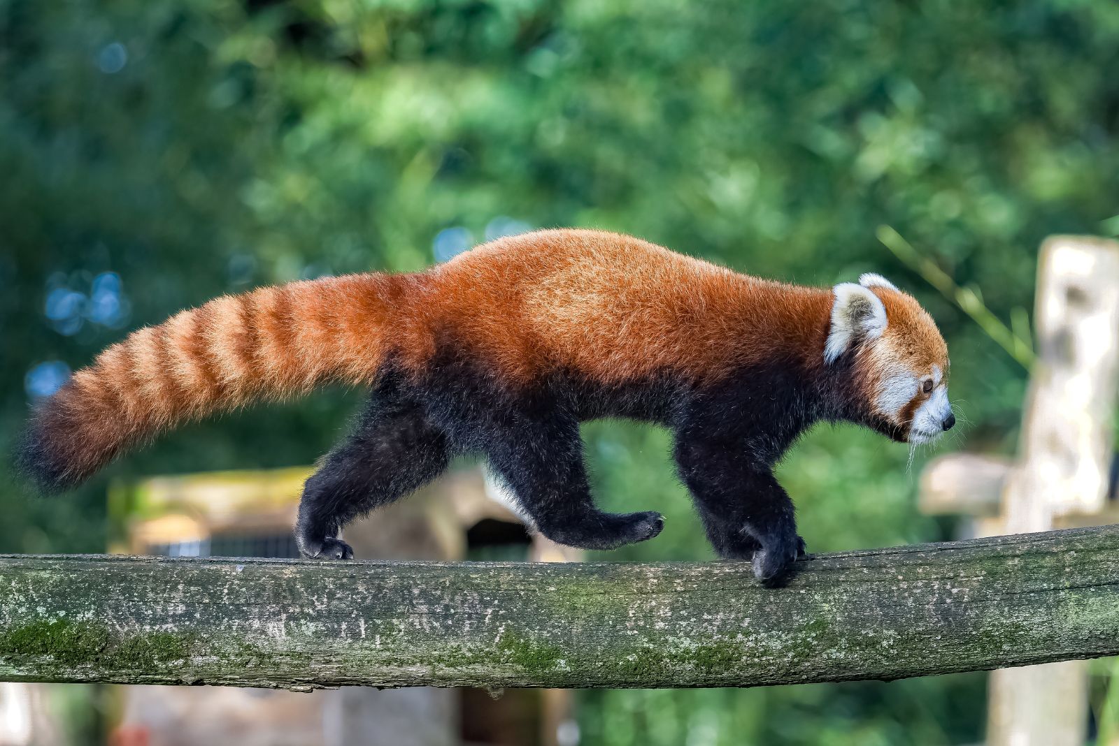 red-panda-fluffy-tail.jpg